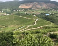 茶葉基地